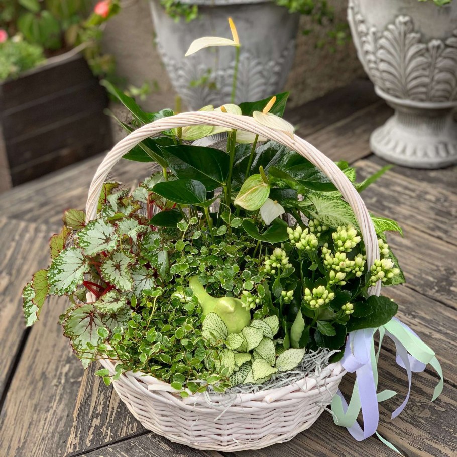 Цветочные композиции из комнатных цветов