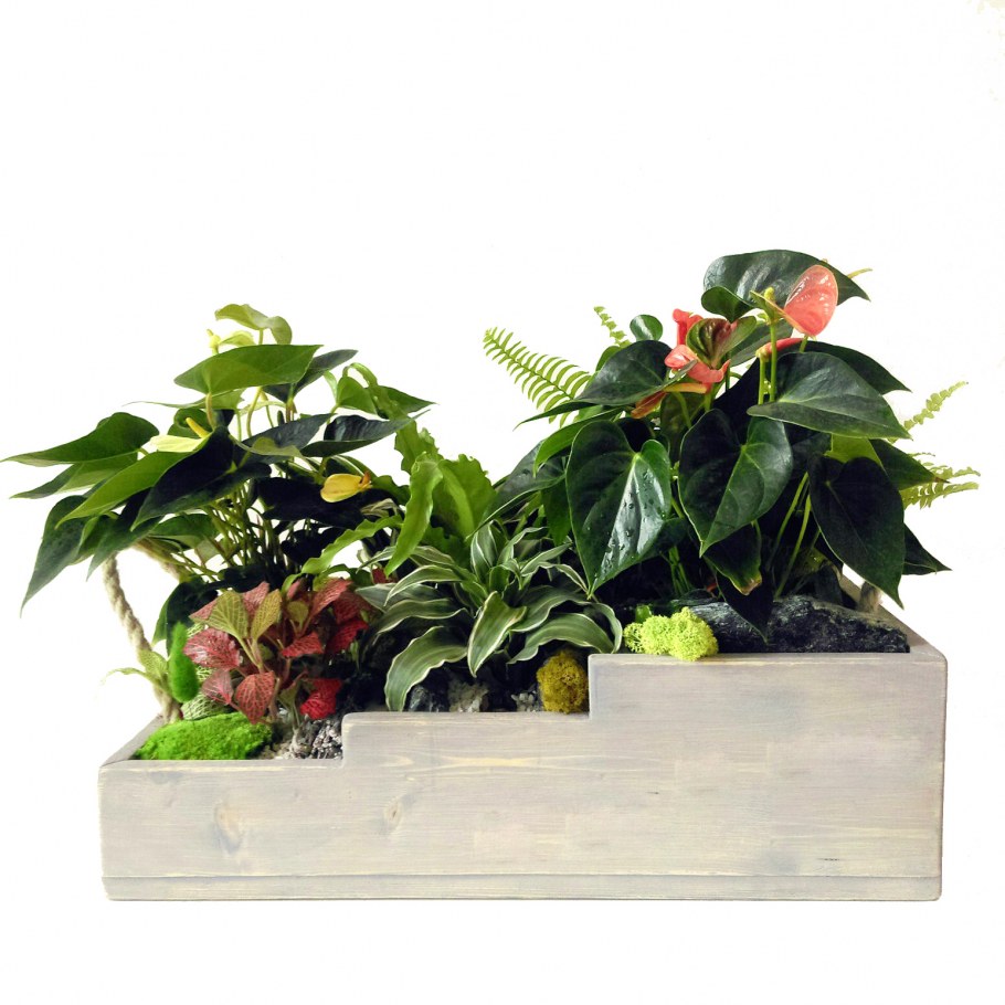 Композиции с горшечными растениями