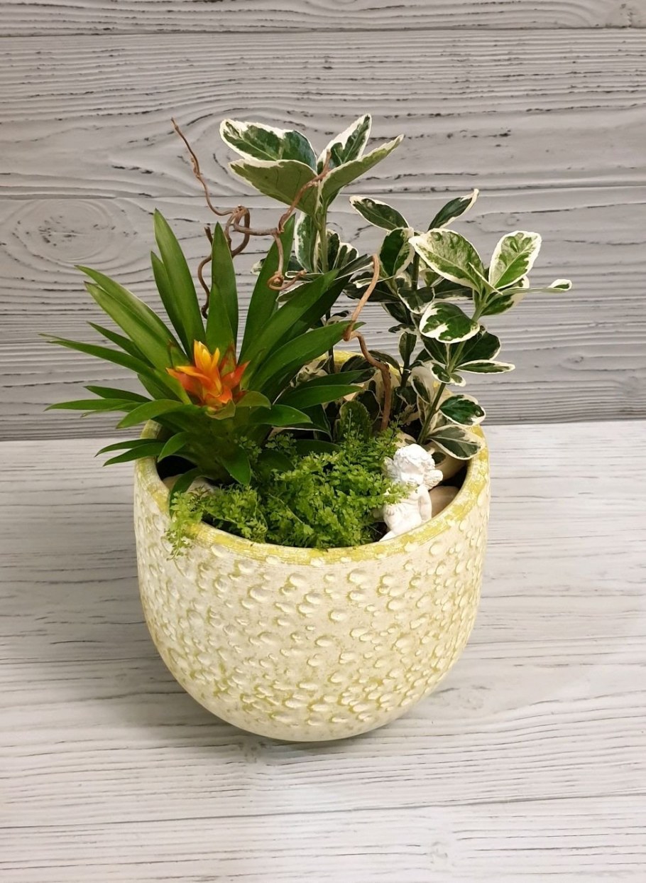 Композиции комнатных растений