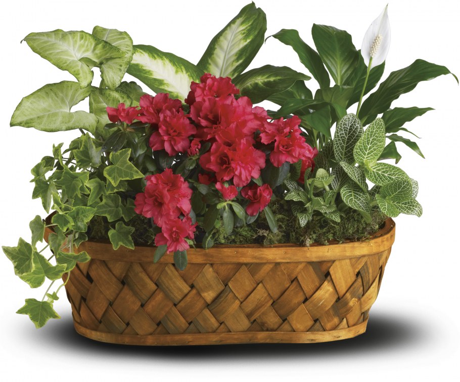 Цветочные композиции в горшках из комнатных растений