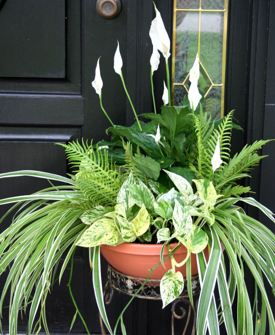 Сансевиерия спатифиллум