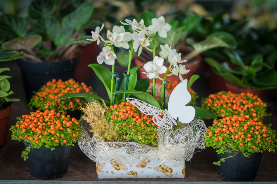 Композиции с горшечными растениями