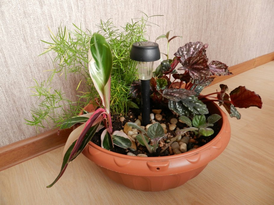 Цветочные композиции из комнатных растений