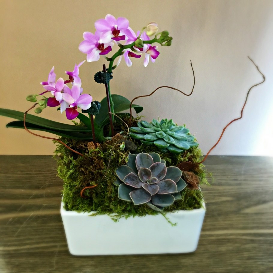 Орхидеи Суккулентные