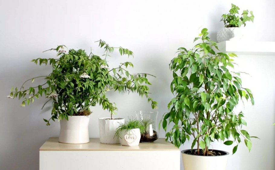 Фикус Бенджамина Ташкент