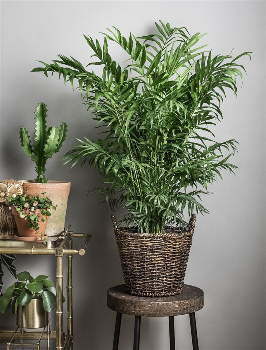 Пальма хамедорея Элеганс