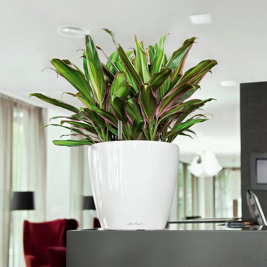 Кашпо Лечуза Classico