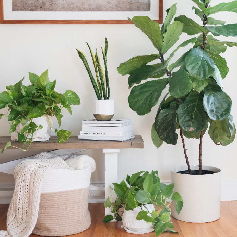Air Purifying houseplants