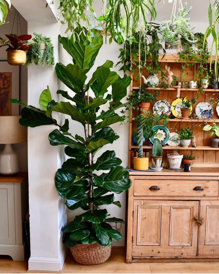 Декоративные растения в доме