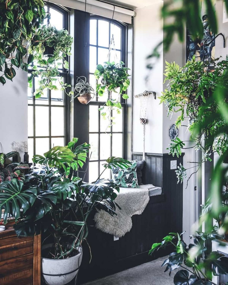 Зеленые растения в интерьере
