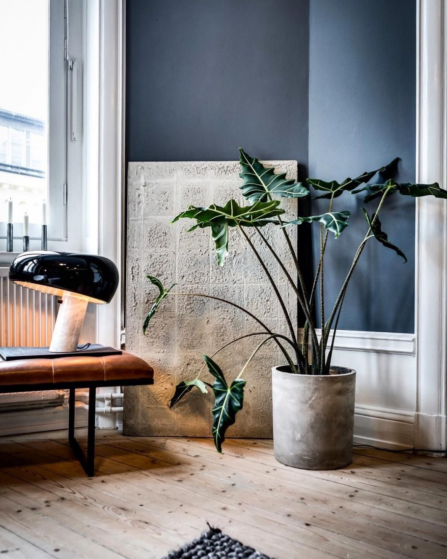 Растения в интерьере лофт