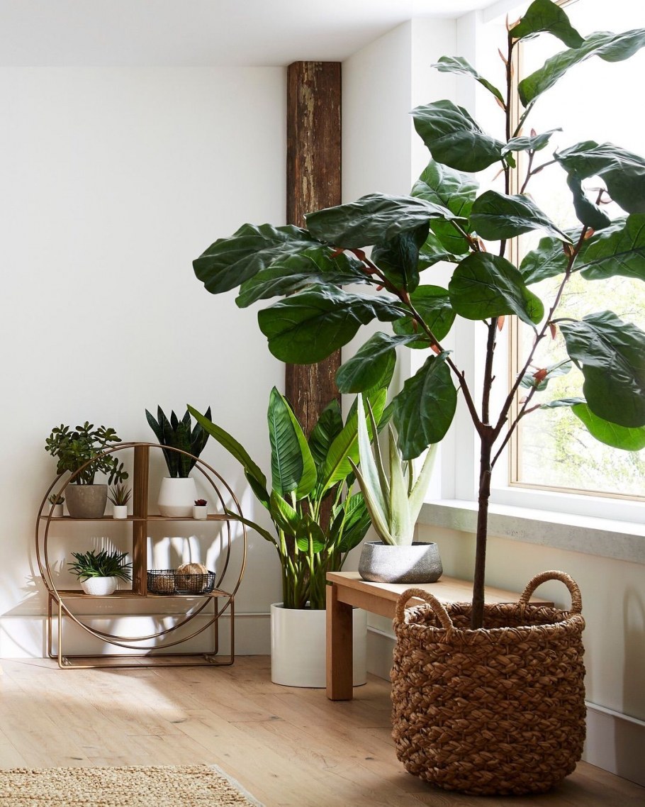 Необычные растения в интерьере