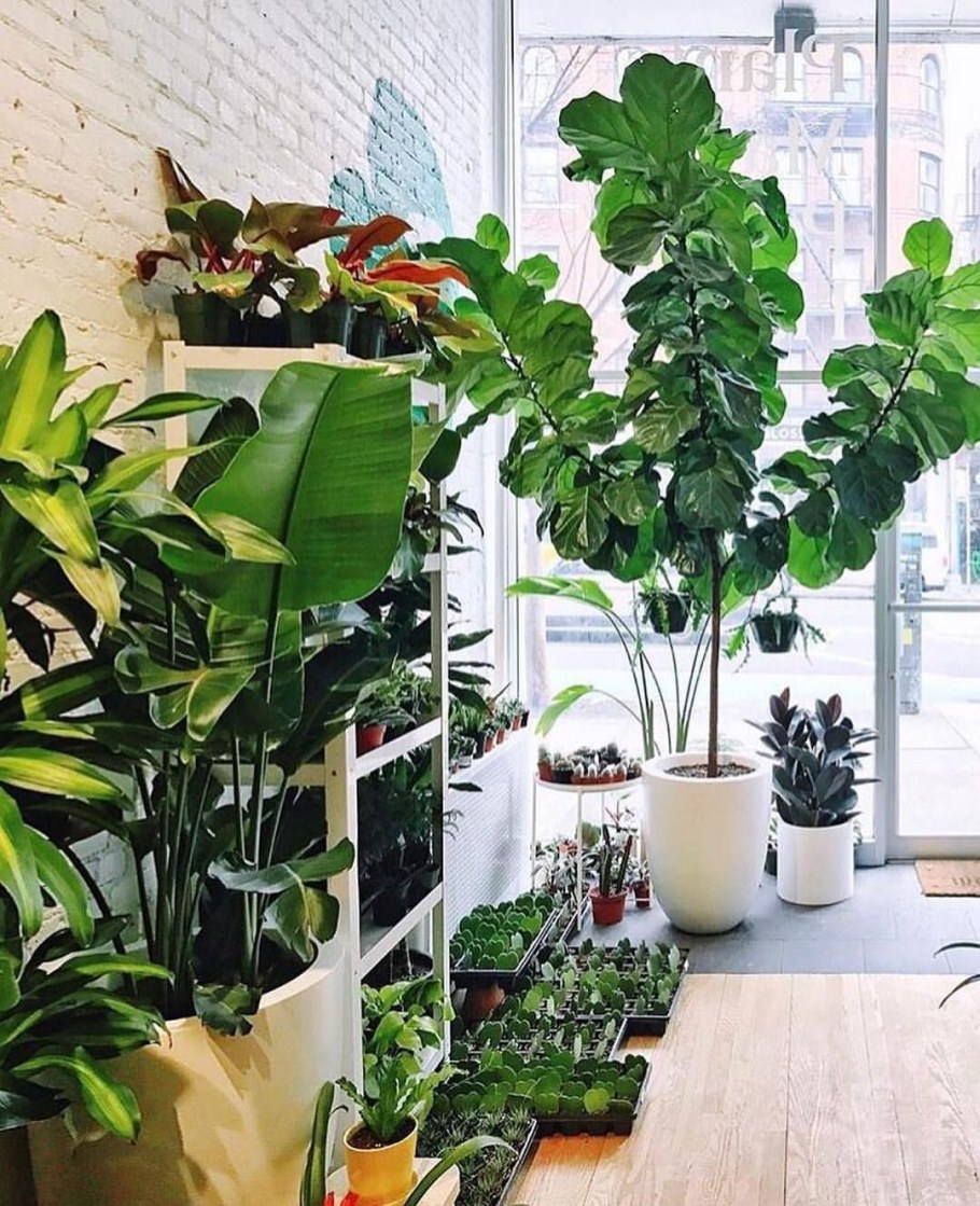 Любитель растений