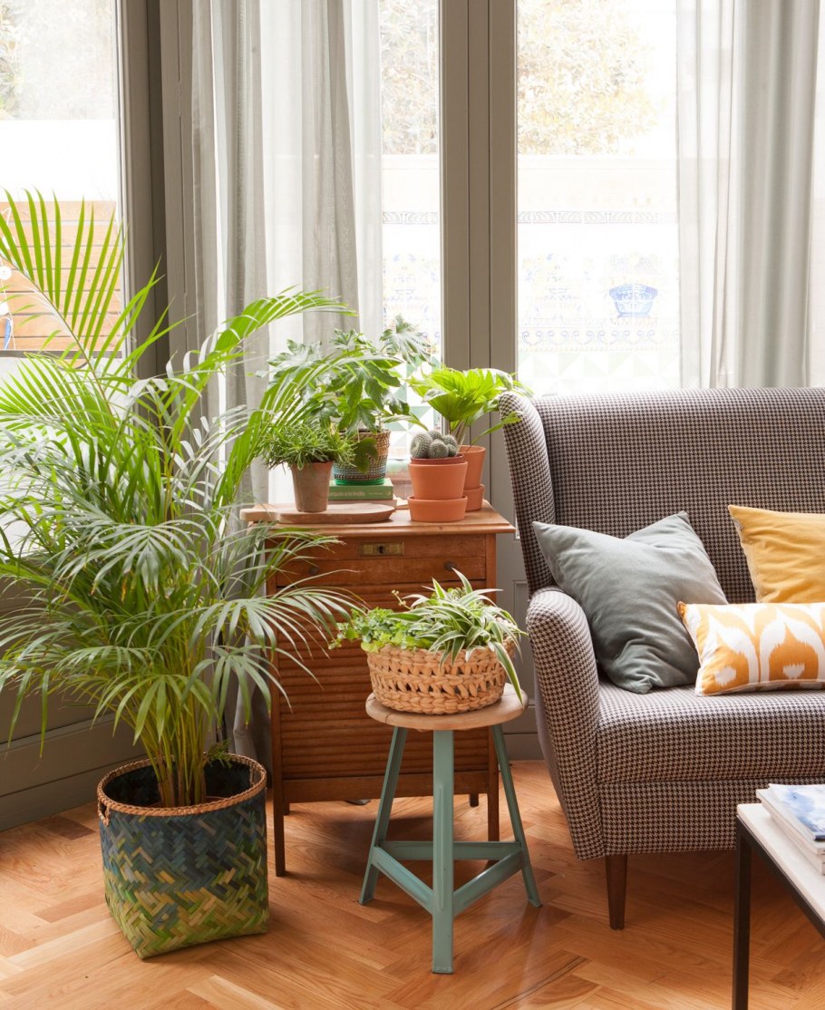 Комнатные растения и сырье