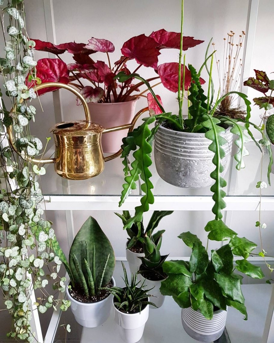 Моя коллекция комнатных растений