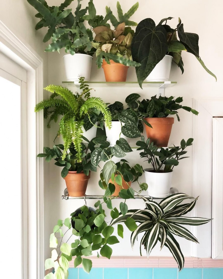 Размещение комнатных растений в интерьере