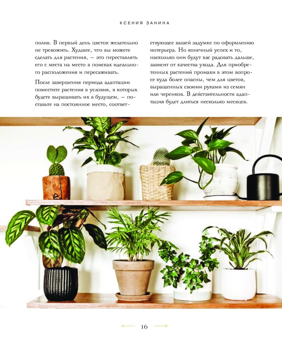 Домашнее растение