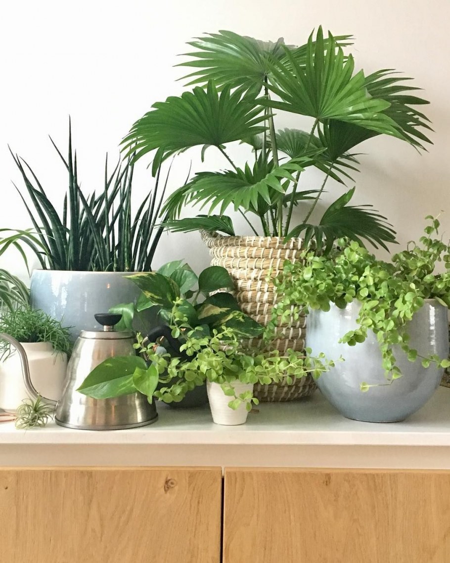 Декорирование комнатных растений