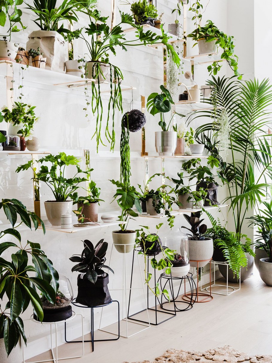 Домашние растения панорама