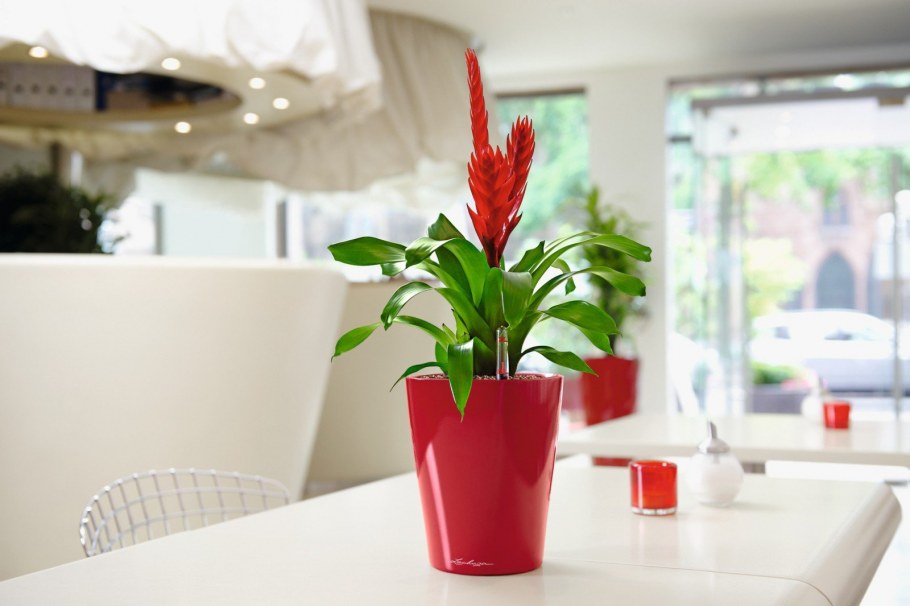 Вриезия блестящая (Vriesea splendens)