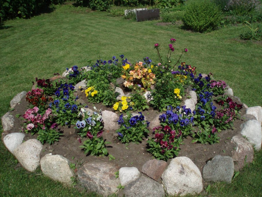 Анютины глазки на альпийской Горке