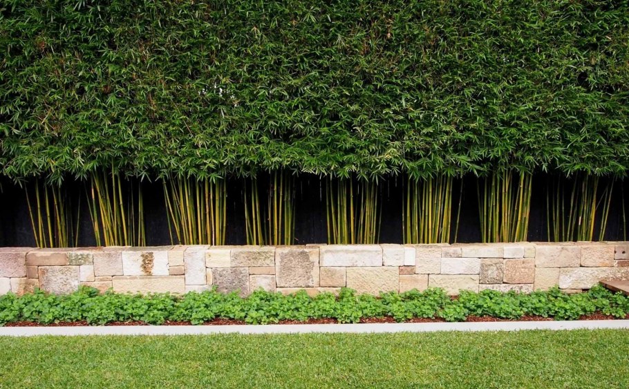 Изгородь бакхариса