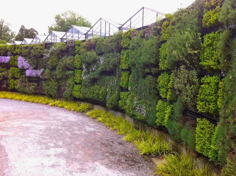 Многорядная Живая изгородь