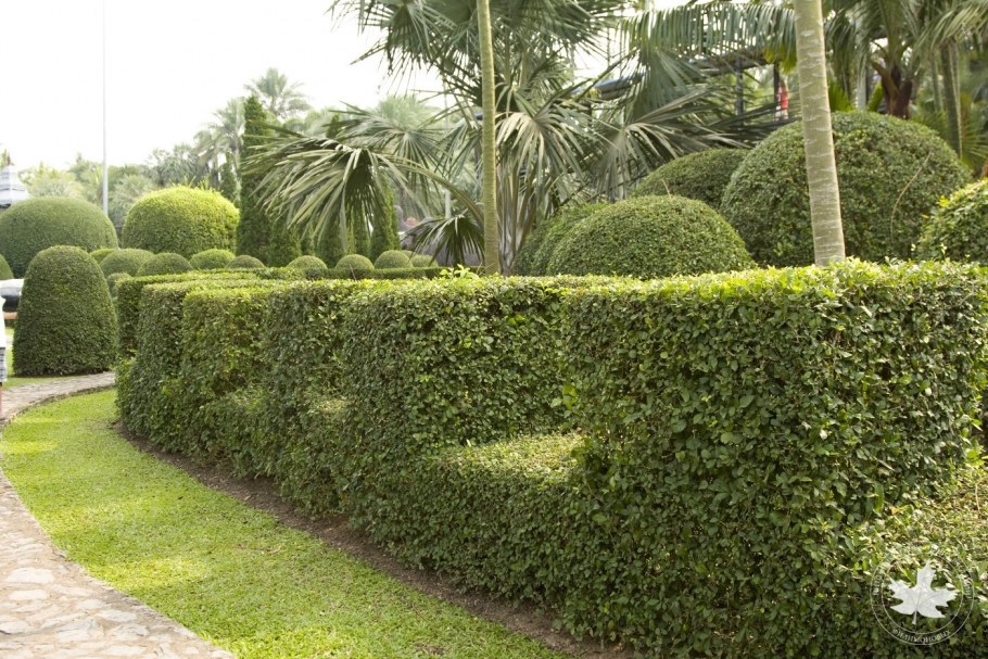 Кизильник блестящий ниваки