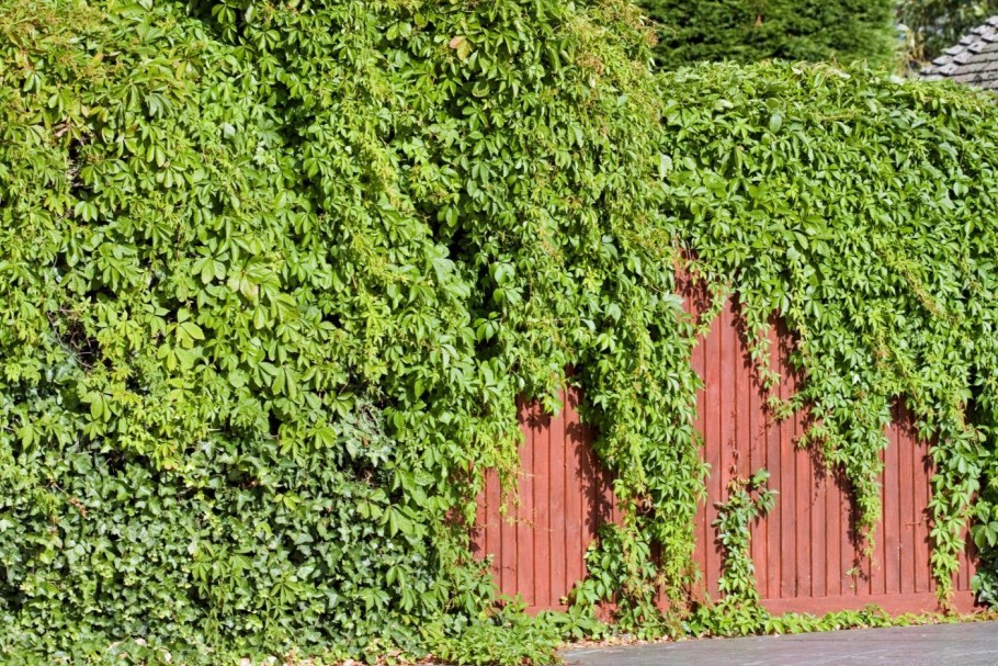 Плющ Хедера изгородь