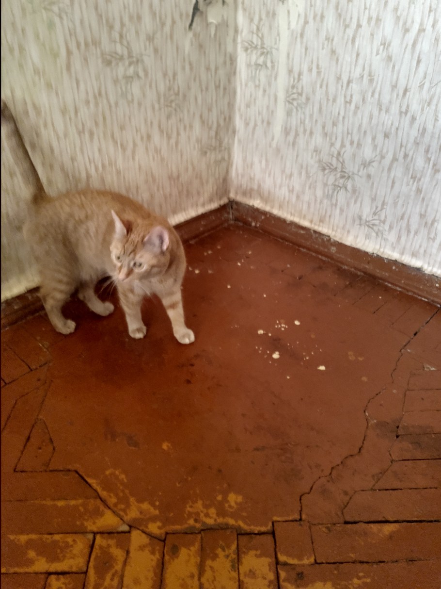 Квартиры в стиле дзен в Гонконге