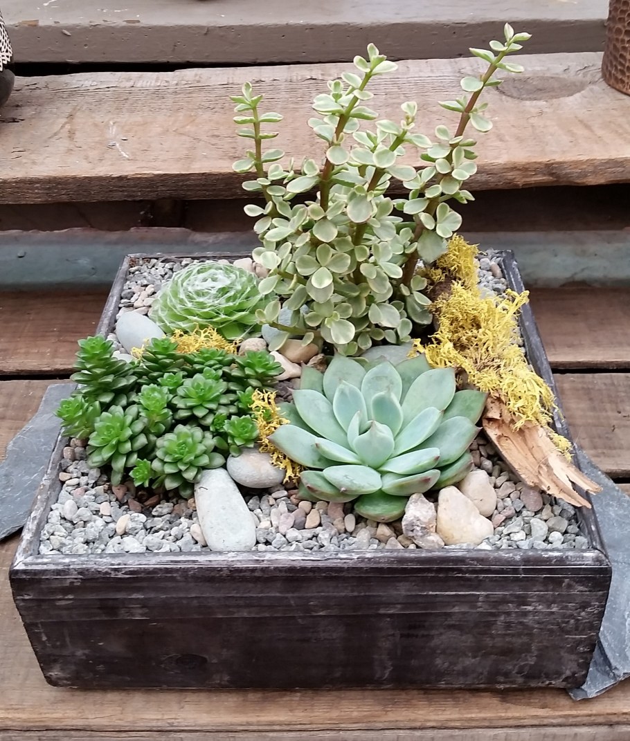 Молодило гипертуф