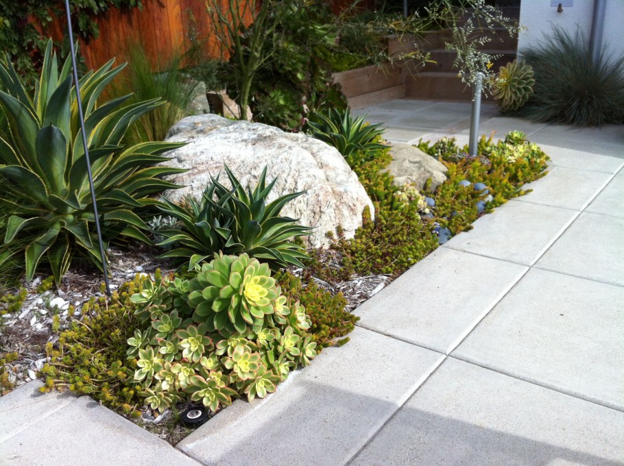 Каменная роза в рокарии