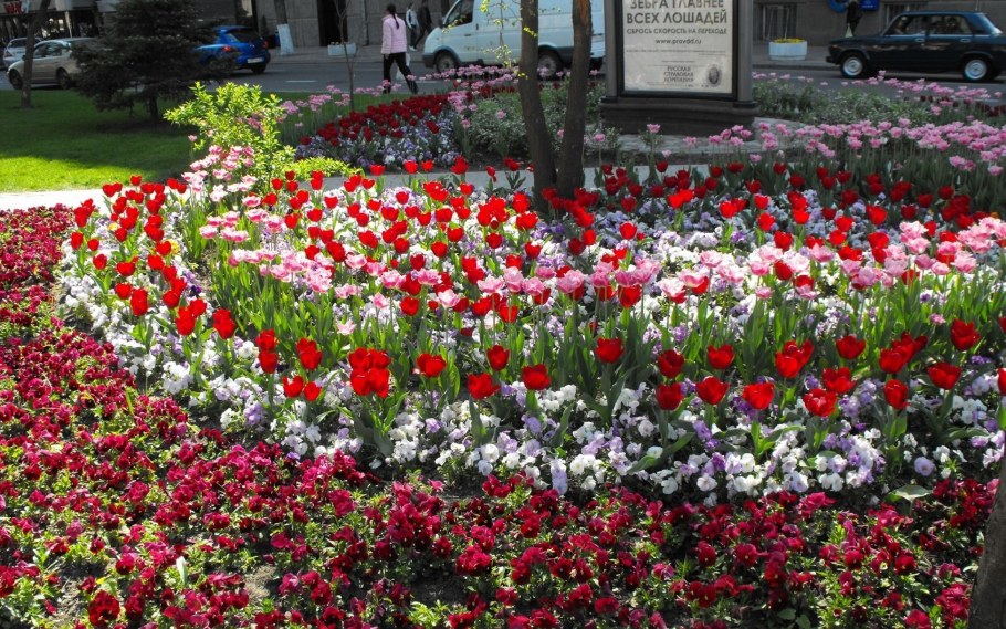 Анютины глазки и тюльпаны
