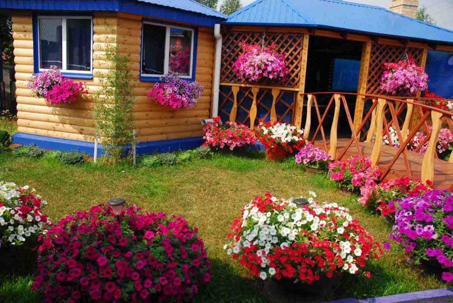 Петуния на дачном участке