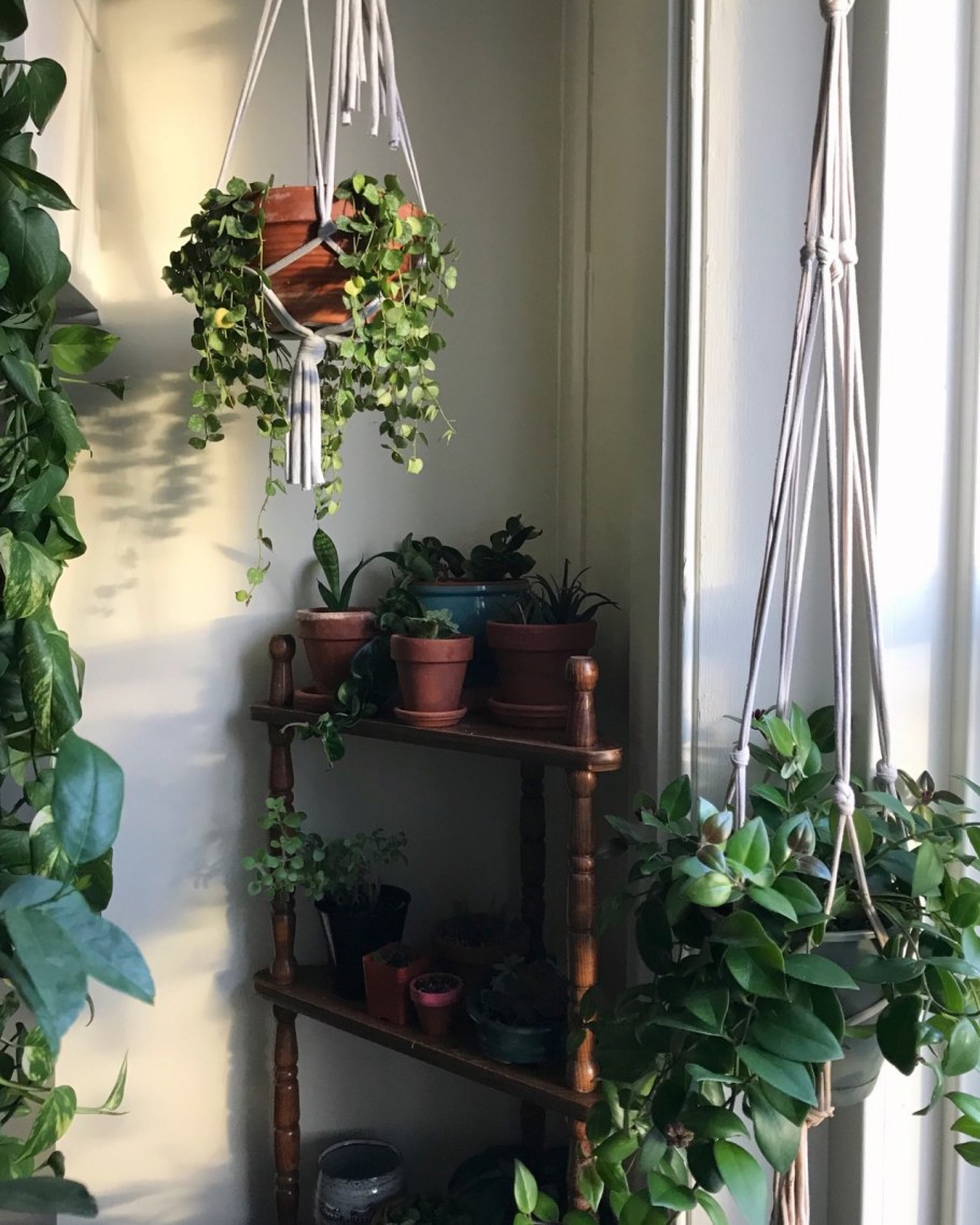 Хойи в интерьере