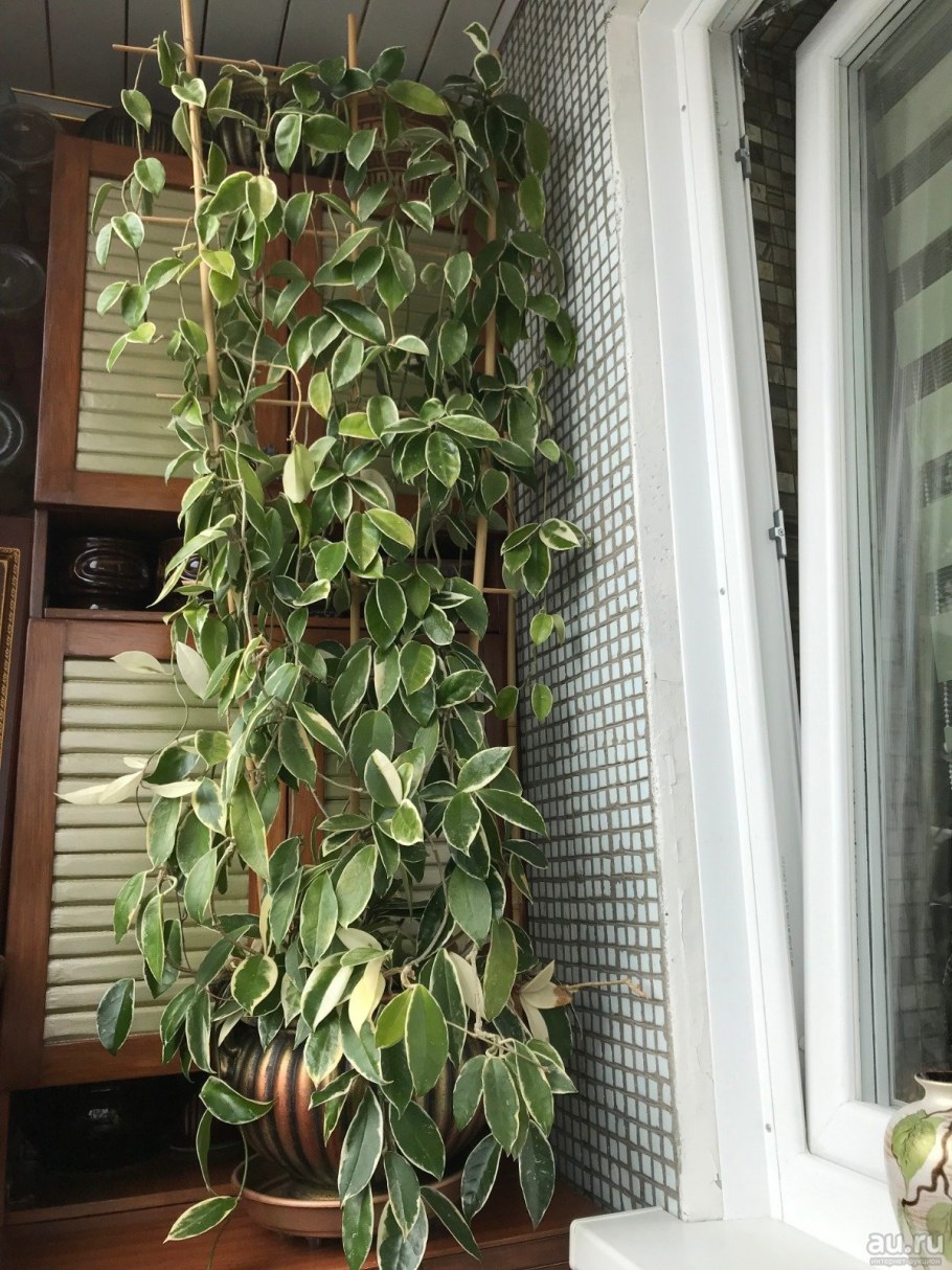 Хойя ампельная