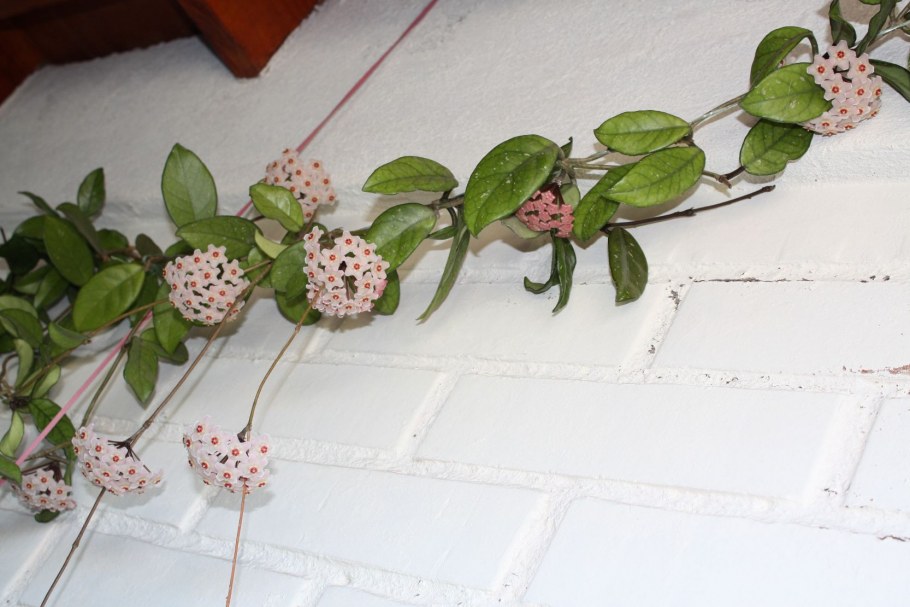 Хойя Карноза микс