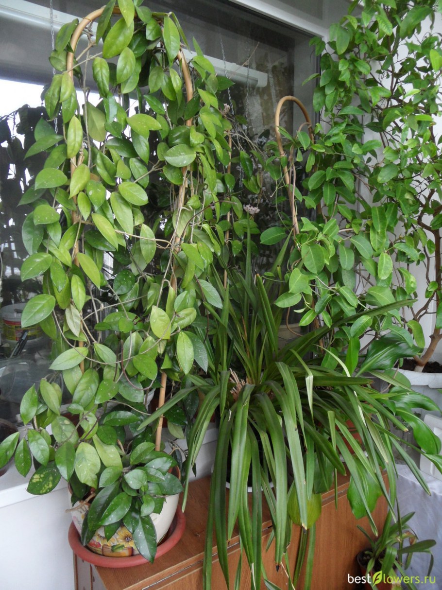 Фикус Хойя плетущийся