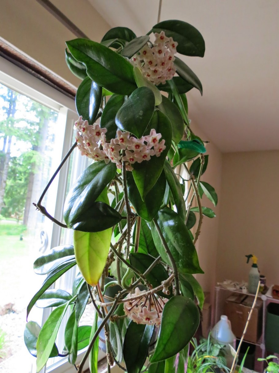 Хойя Карноза 977