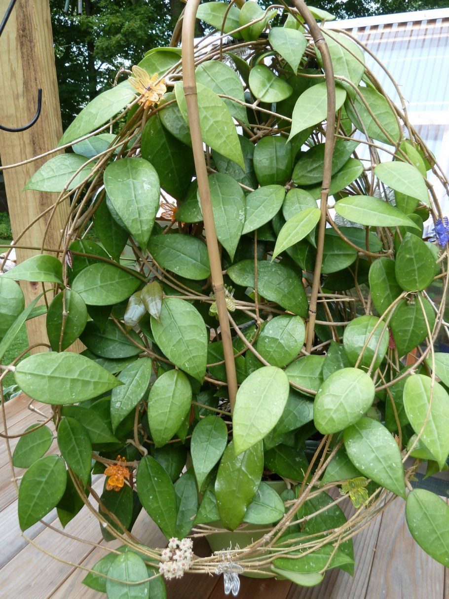 Hoya kerrii variegata ' Chanrit's choice ' 340