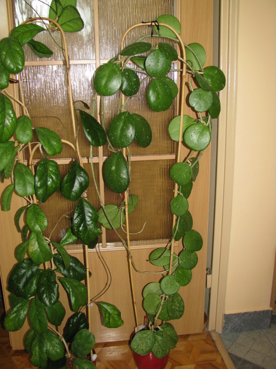 Фикус Хойя плетущийся