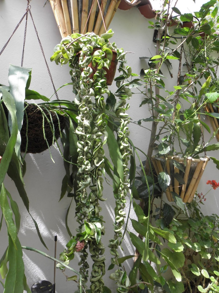 Мои хойи в интерьере