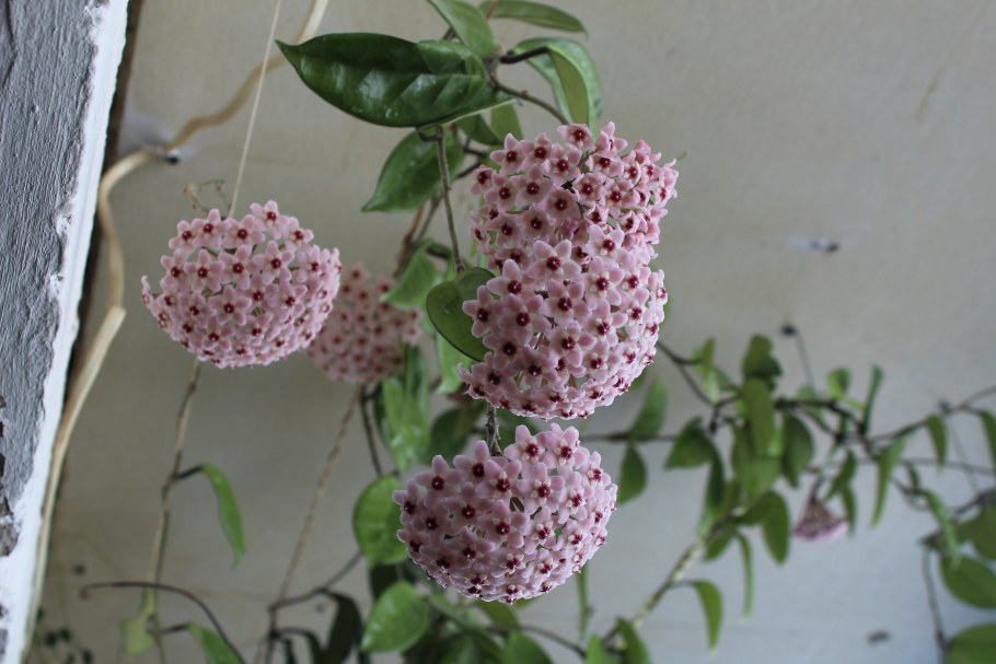 Хойя трехцветная