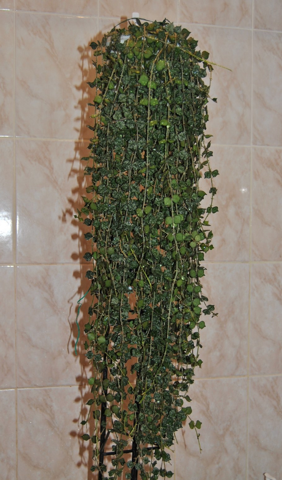 Хойя Карноза мотоскей