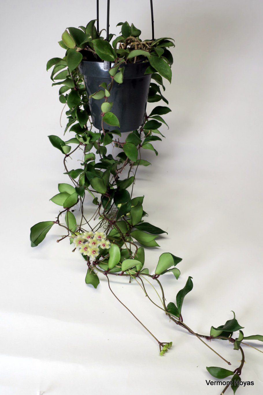 Меркури Хойя