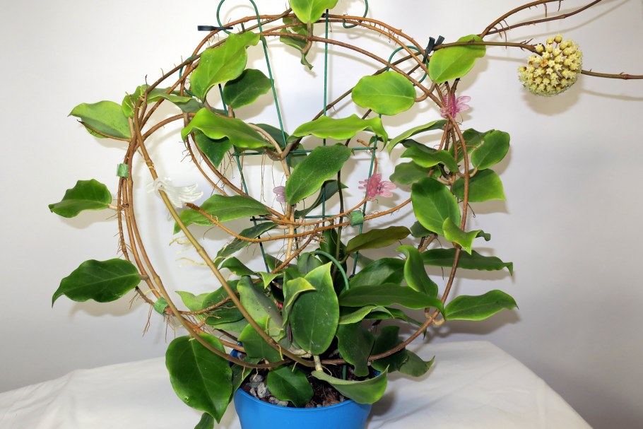 Хойя incrassata Moonshadow