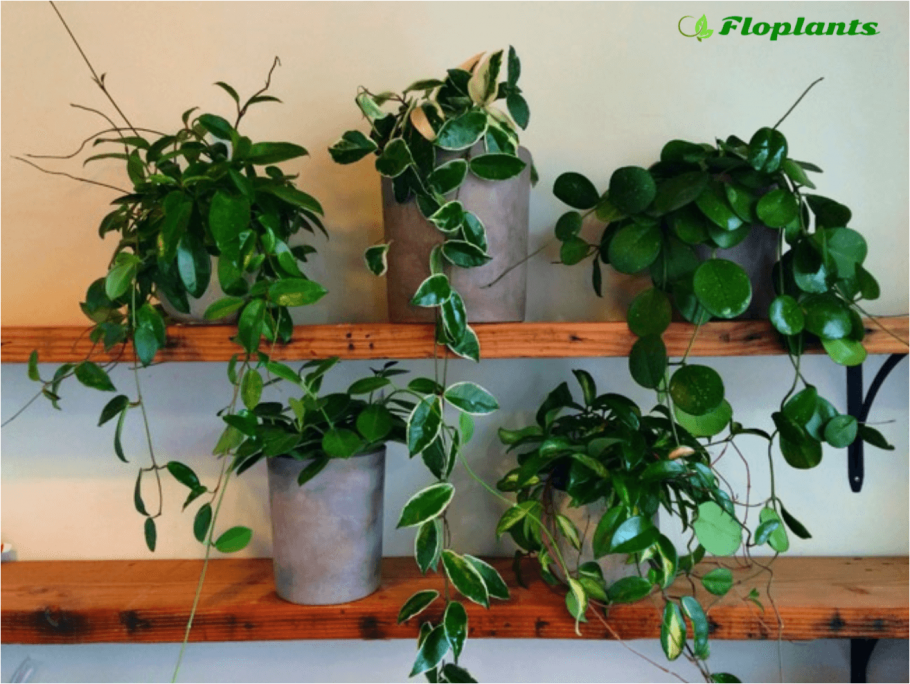 Лиана Хойя на стене