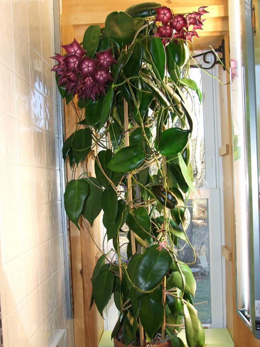 Хойя macgillivrayi