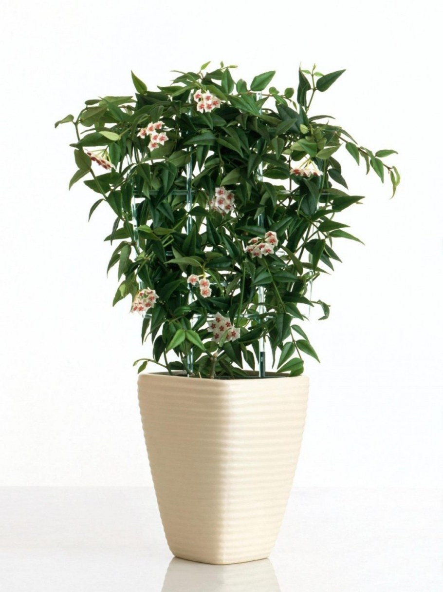 Хойя в вазоне