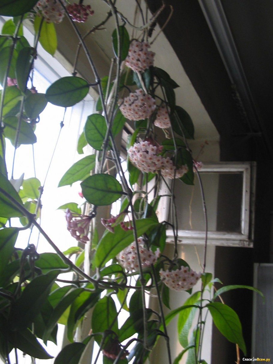 Хойя восковой плющ